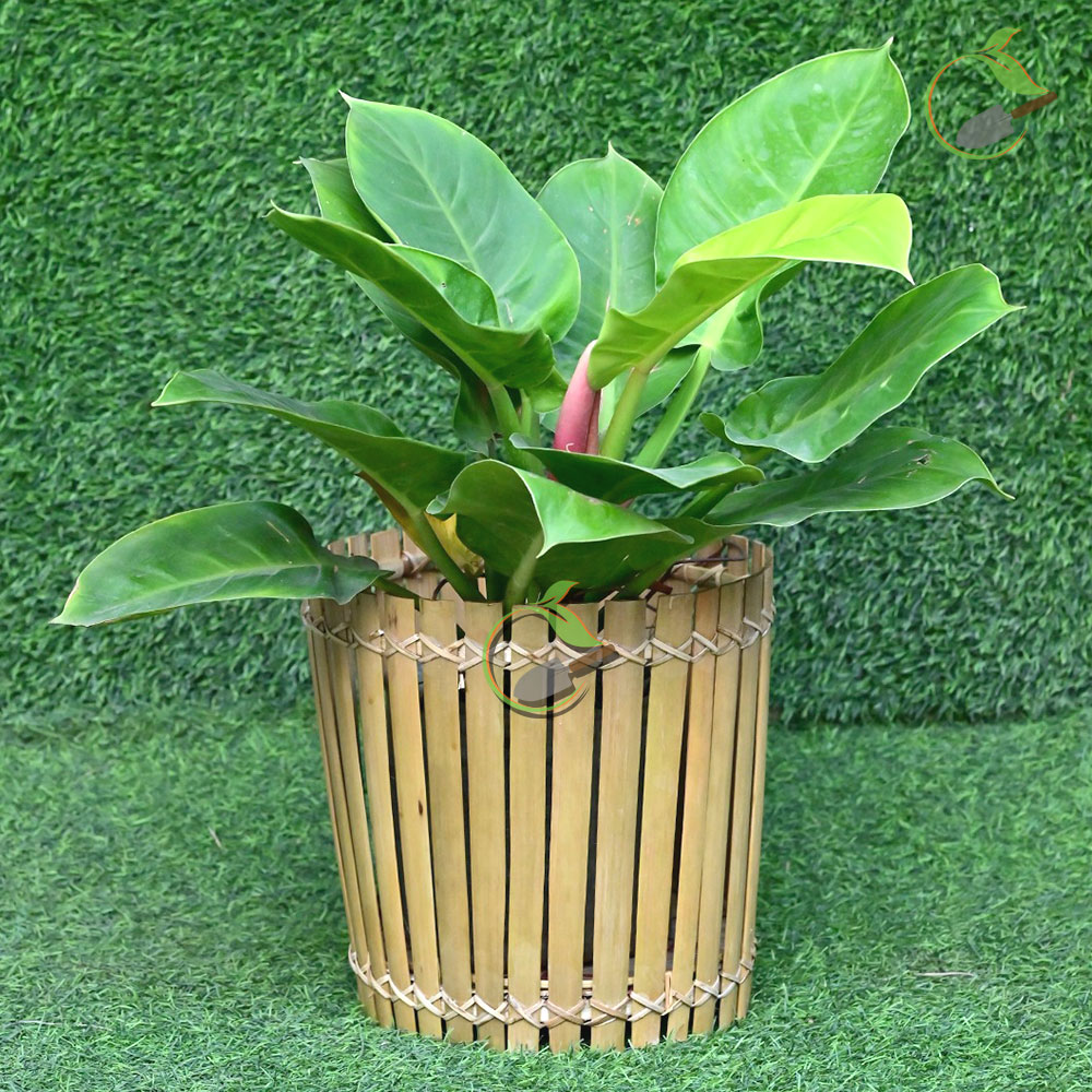 Bamboo Planter Cover Creative Garden Nursery for Urban Gardening