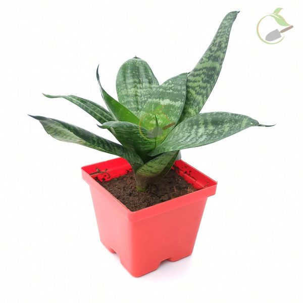 sansevieria-hahnii-snake plant