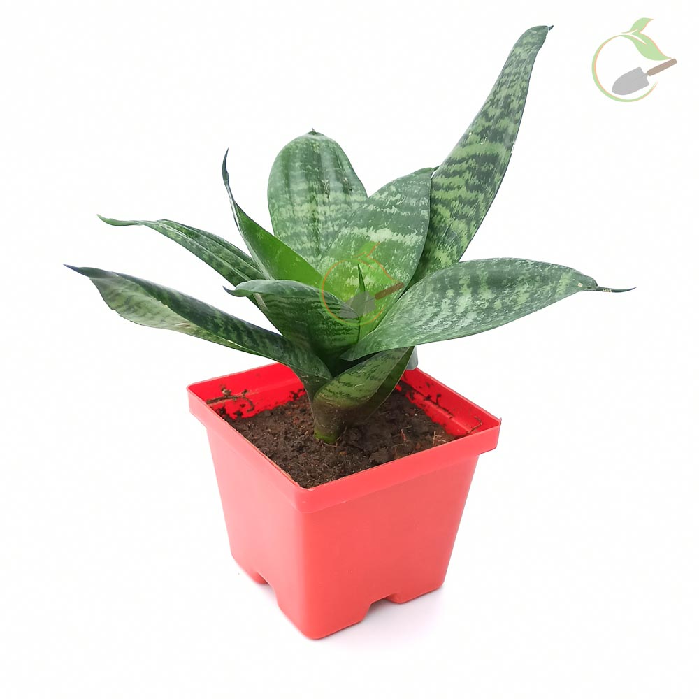 Sansevieria Hahnii Gilt Edge Creative Garden Online Plant Nursery