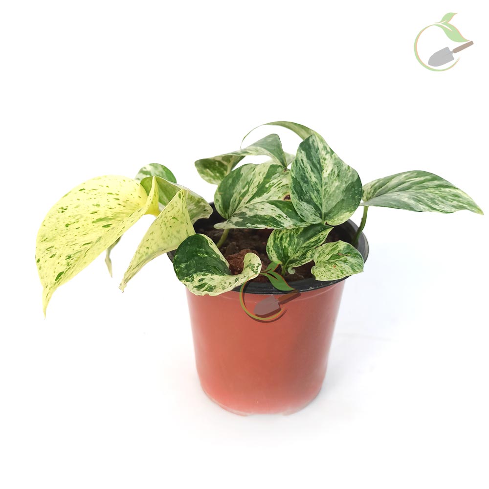 Marble Queen Money Plant (Devil's ivy) Creative Garden Online