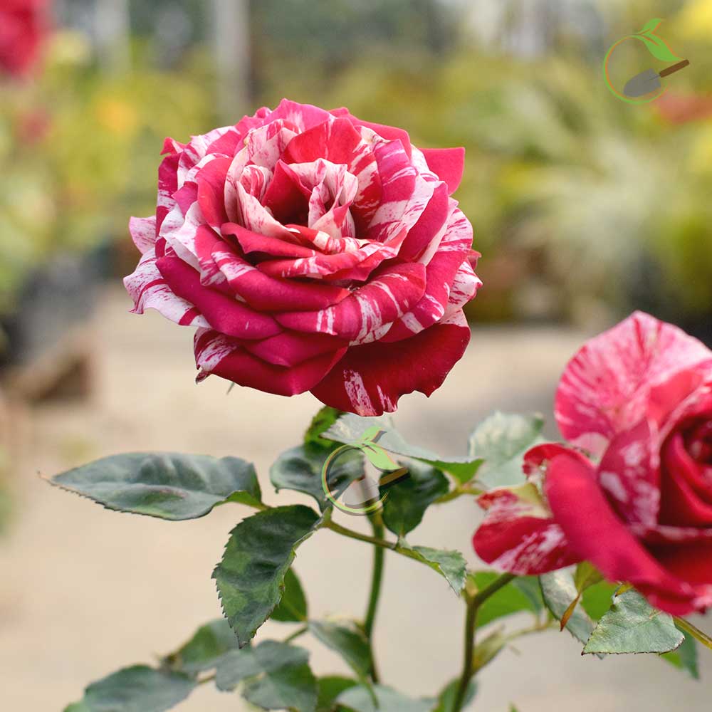 Rose - Bi Colour - Creative Garden - Online Plant Nursery in Guwahati