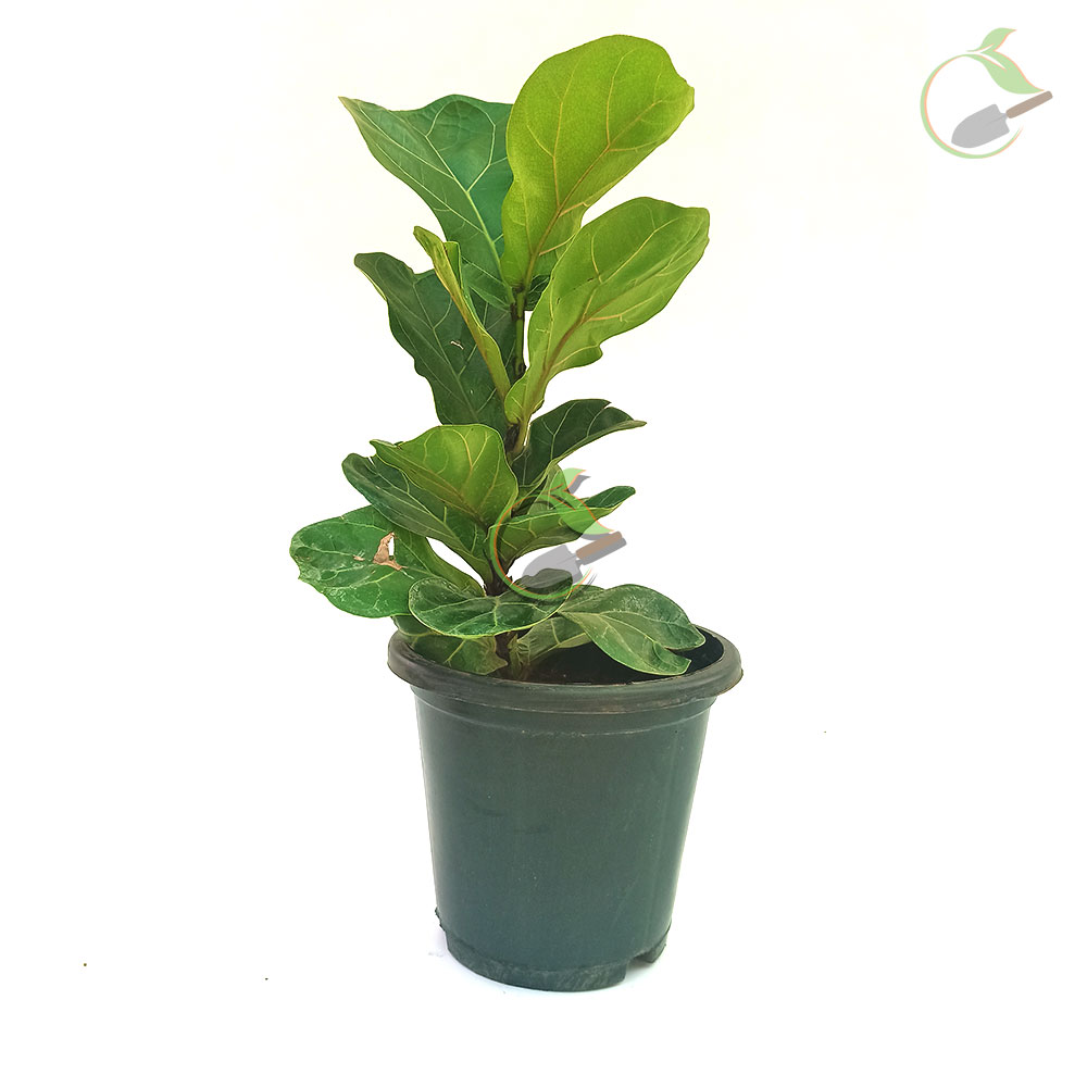 Ficus Lyrata (Fiddle Leaf Fig) Plant Creative Garden Online Plant