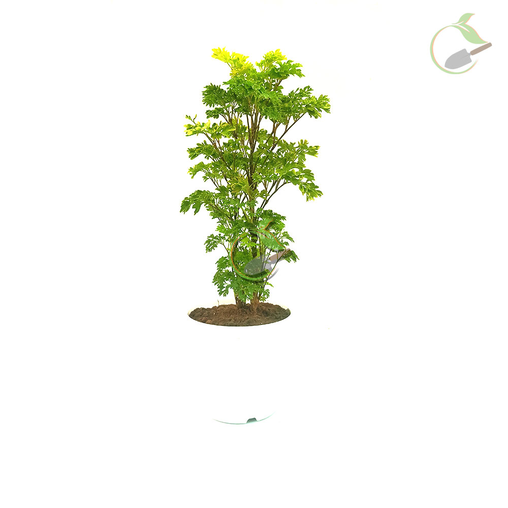 Aralia Green Plant Creativegarden In