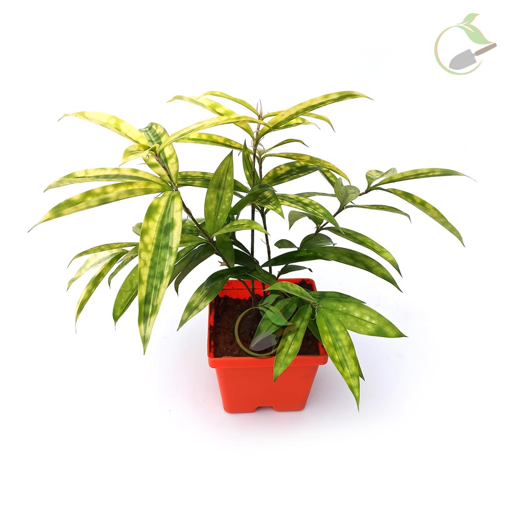 Dracaena Milky Way Plant Creative Garden Online Plant Nursery in