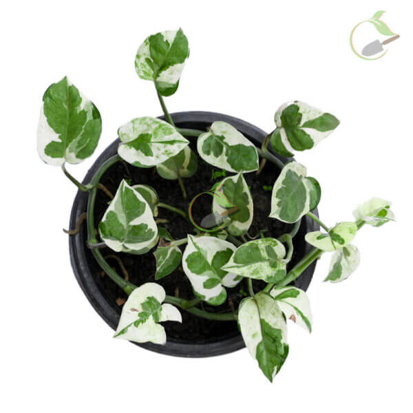 N’joy money plant