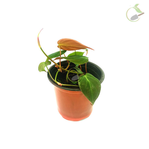 Philodendron Oxycardium Black