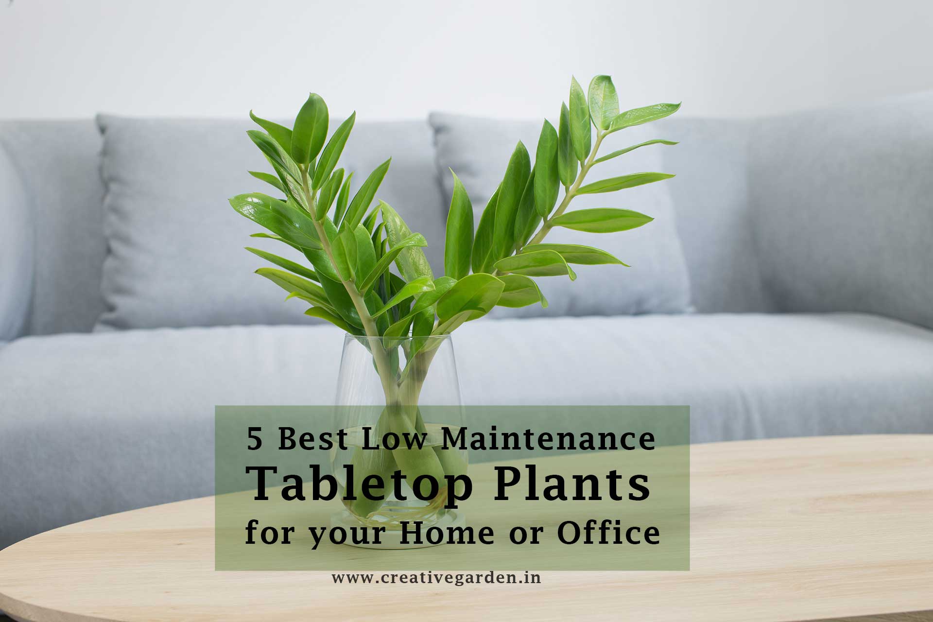 5 Best Low Maintenance Plants for Home or Office Creative Garden