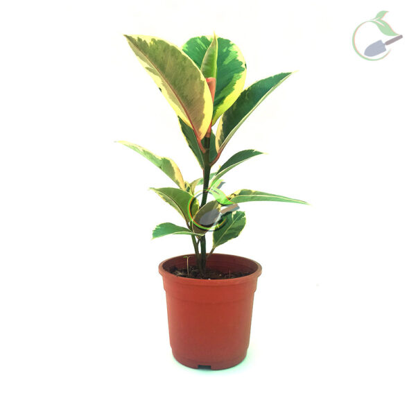 Ficus-Elastica-Variegated-Rubber-Plant