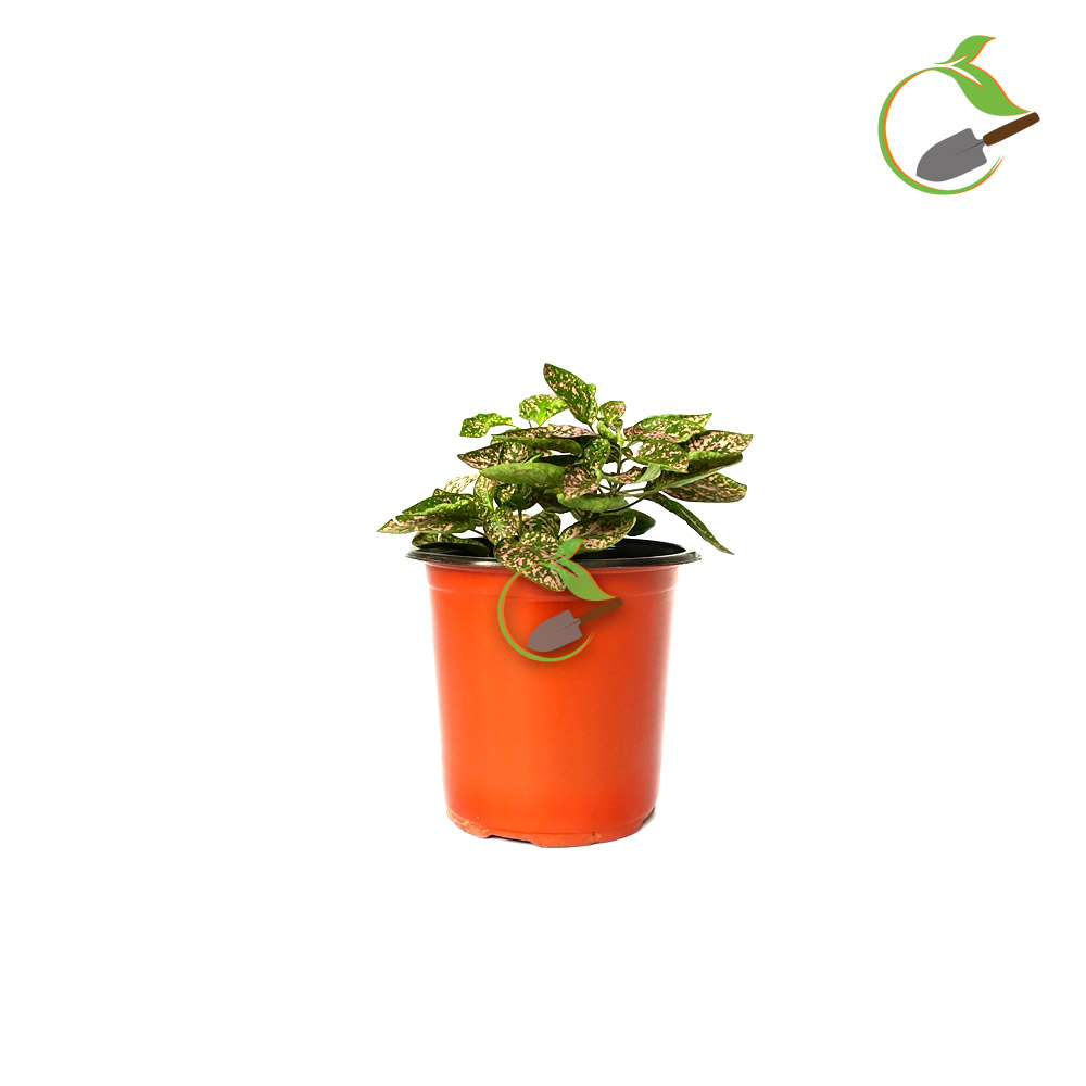 Polka Dot Plant Flamingo Plant Hypoestes Phyllostachya Creative