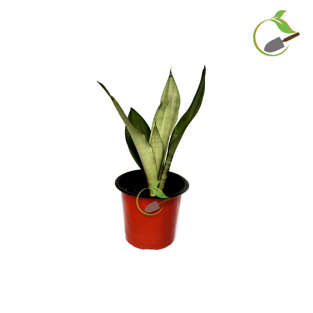 Buy Snake Plant Moonshine Creative Garden Creative Garden Online