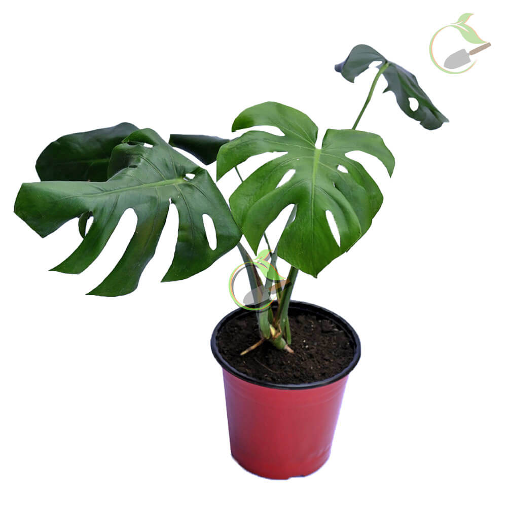 Monstera Creative Garden Online Plant Nursery in Guwahati