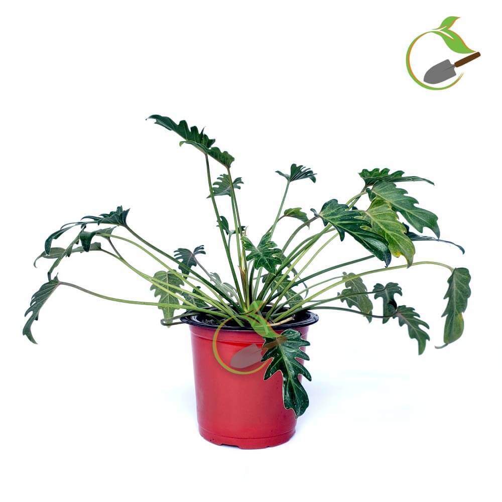Philodendron Xanadu Creative Garden Online Plant Nursery in Guwahati