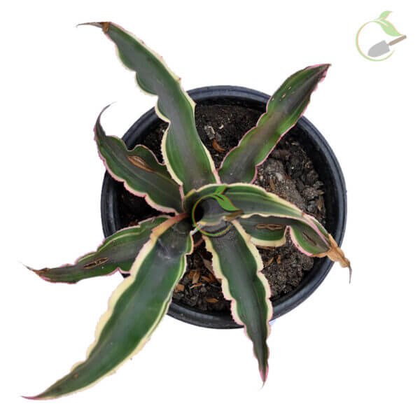 Cryptanthus Earth Star Plant-2