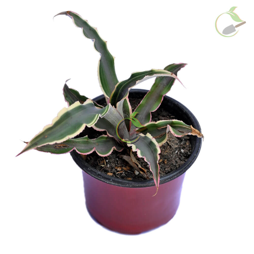 Cryptanthus Earth Star Plant Creative Garden Online Plant Nursery