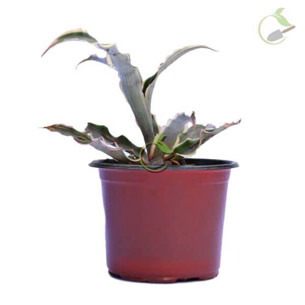 Cryptanthus Earth Star Plant