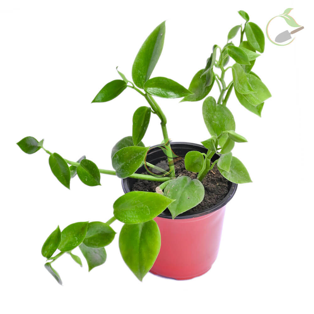 Peperomia Green Creative Garden Online Plant Nursery in Guwahati