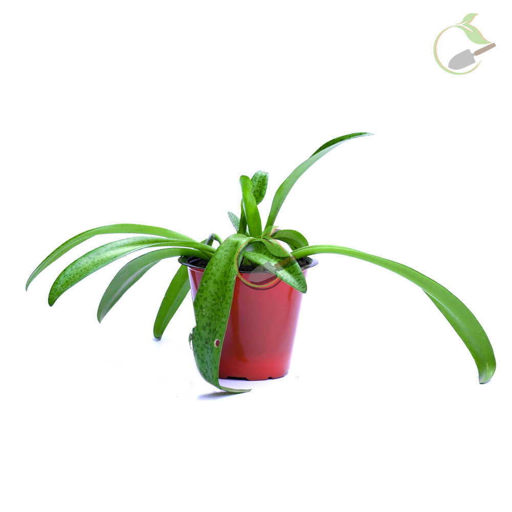 Silver Squill Plants Creative Garden Online Plant Nursery in Guwahati