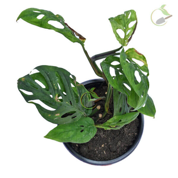 philodendron broken heart-monostera