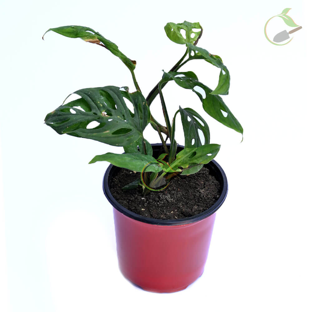 Philodendron Broken Heart Monstera Creative Garden Online Plant