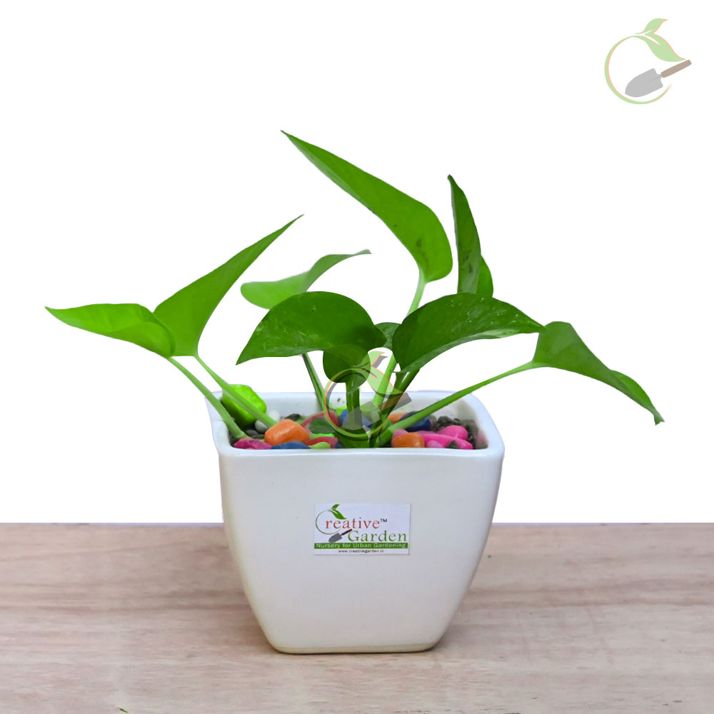 Money Plant Neon With Ceramic Pot Creative Garden Online Plant