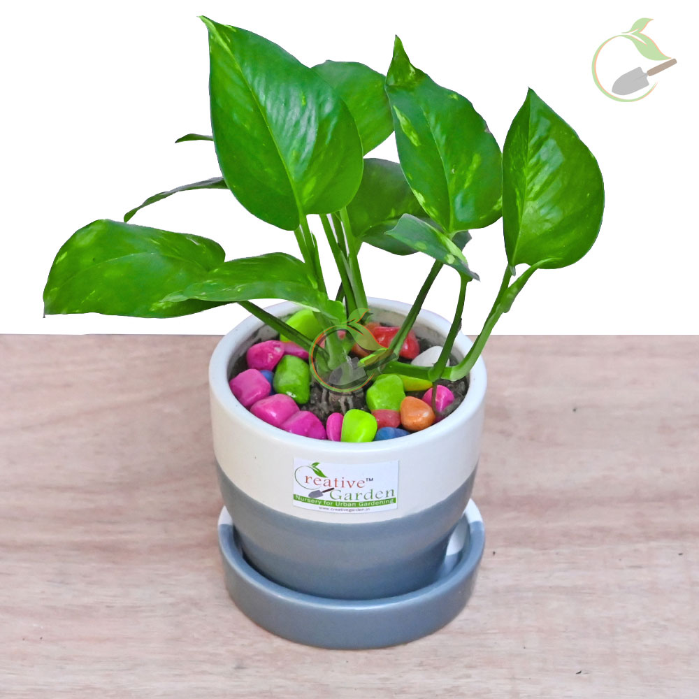Money Plant Golden & Ceramic Pot Creative Garden Online Plant