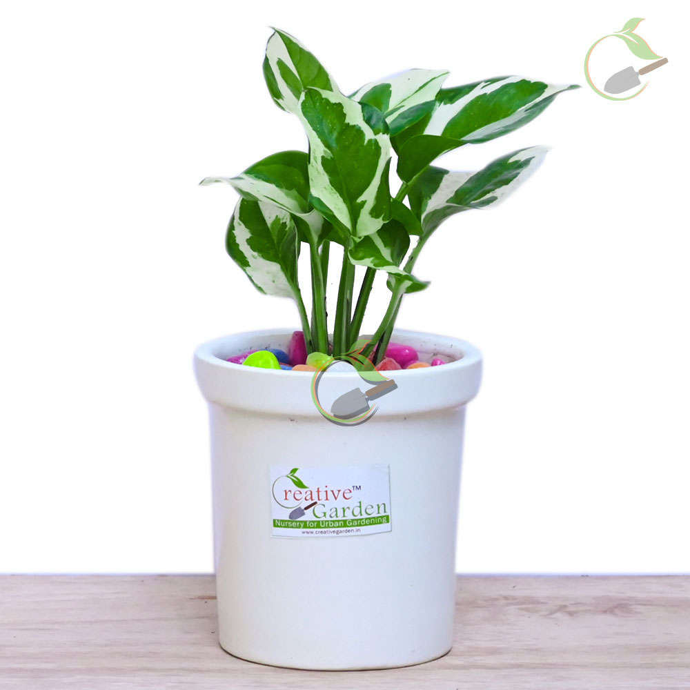 N'JoyMoneyPlant & Ceramic Pot Creative Garden Online Plant