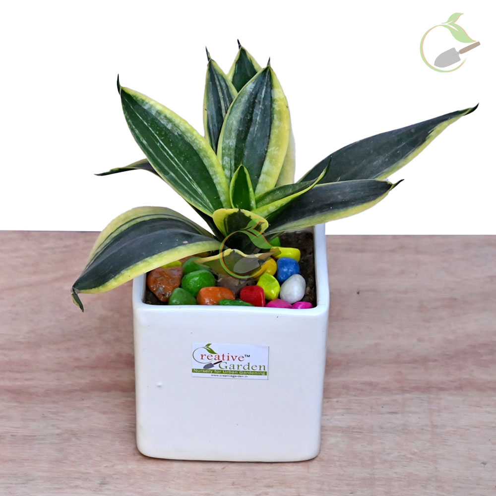 Snake Plant with Ceramic Pot Creative Garden Online Plant Nursery