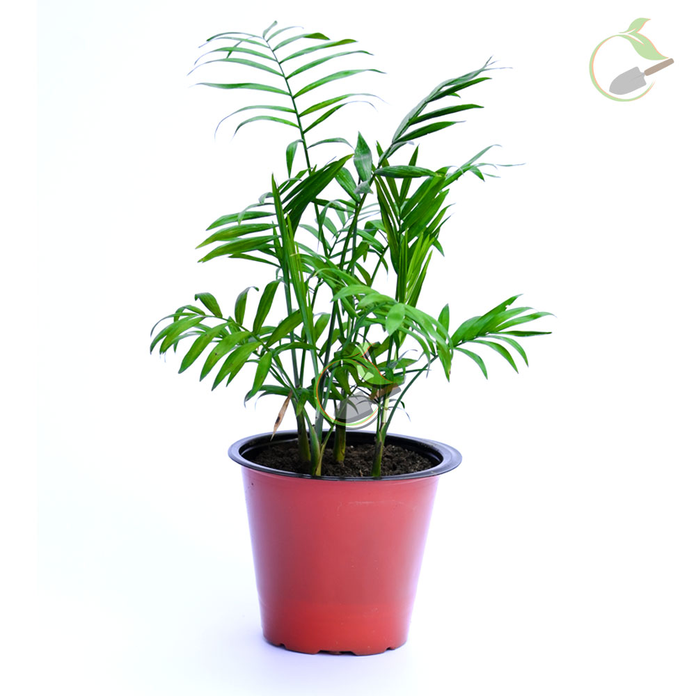 Parlour Palm Creative Garden Online Plant Nursery in Guwahati
