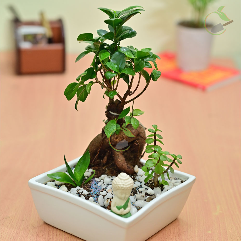 Ficus Bonsai & Jade & Snack Plant with Ceramic Bonsai tray Creative