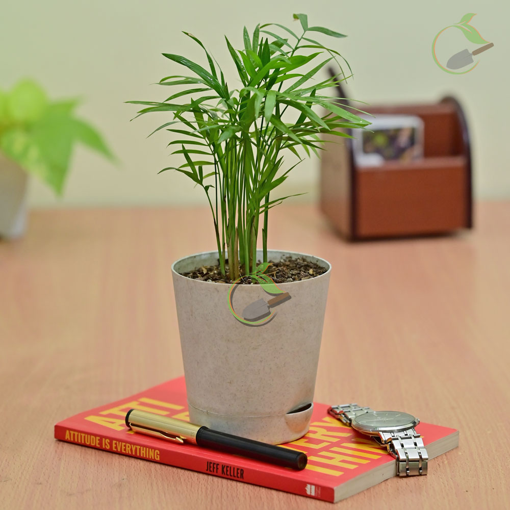Parlor Palm in Self Watering Pot Creative Garden Online Plant