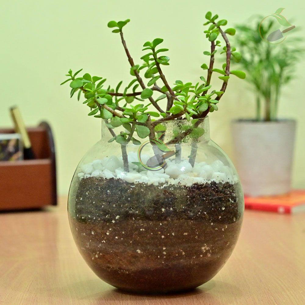 Jade Plant Terrarium Creative Garden Online Plant Nursery in Guwahati
