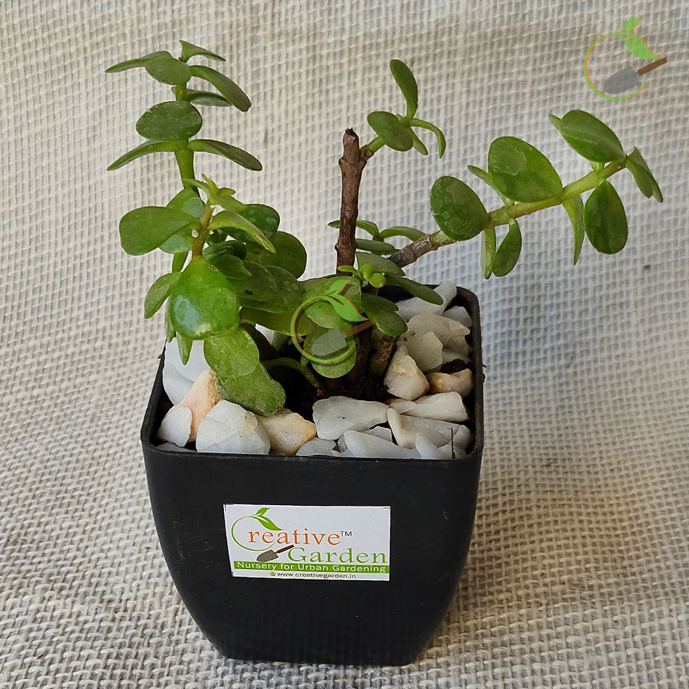 Jade plant with table top Plastic Pot