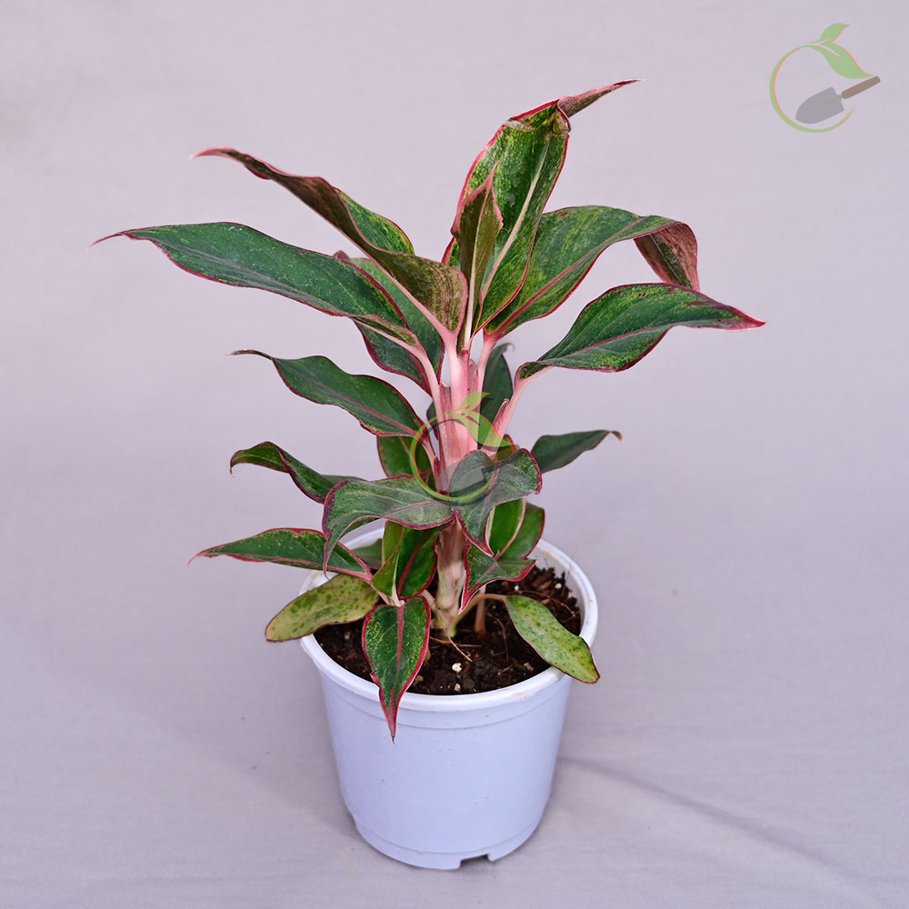 aglaonema black lipstick Aglaonema 'Lipstick Green'